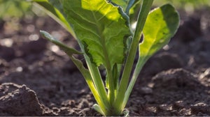 Betaine Salicylate